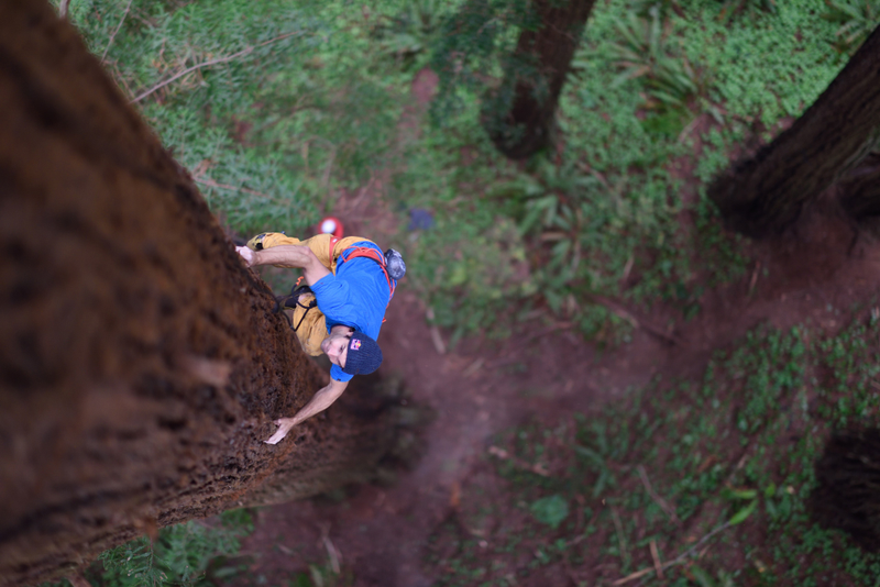 Illustration for article titled Watch This Guy Free Climb A Giant Redwood